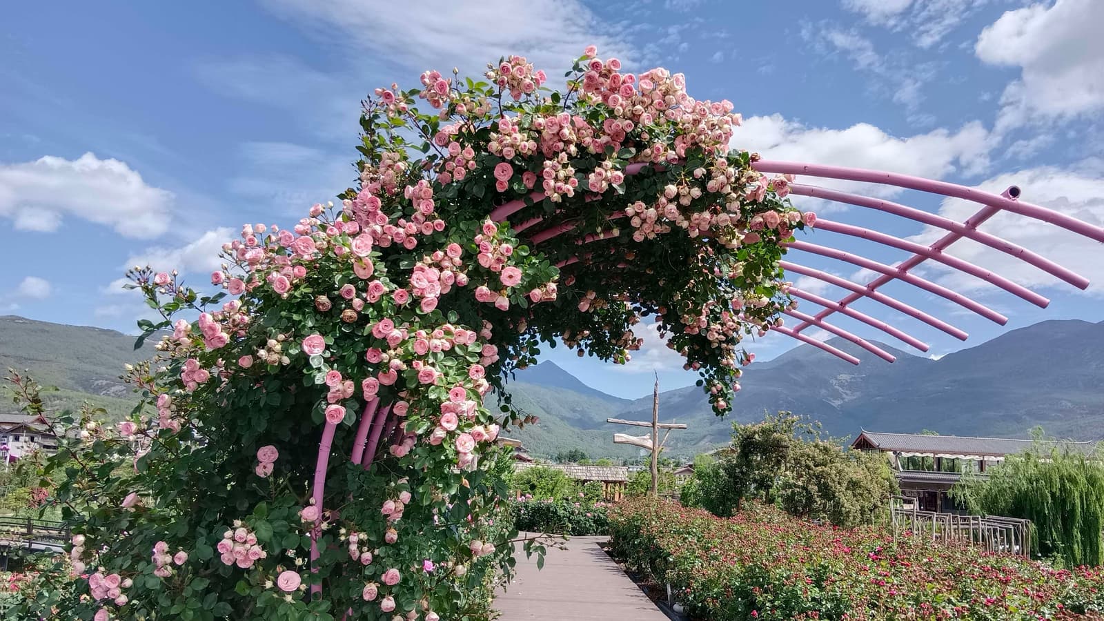 拉市海花花色玫瑰庄园 玫瑰花海