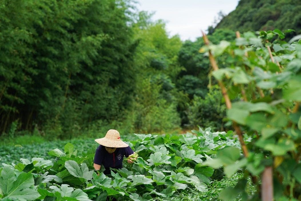 莫干山缦田有机农场