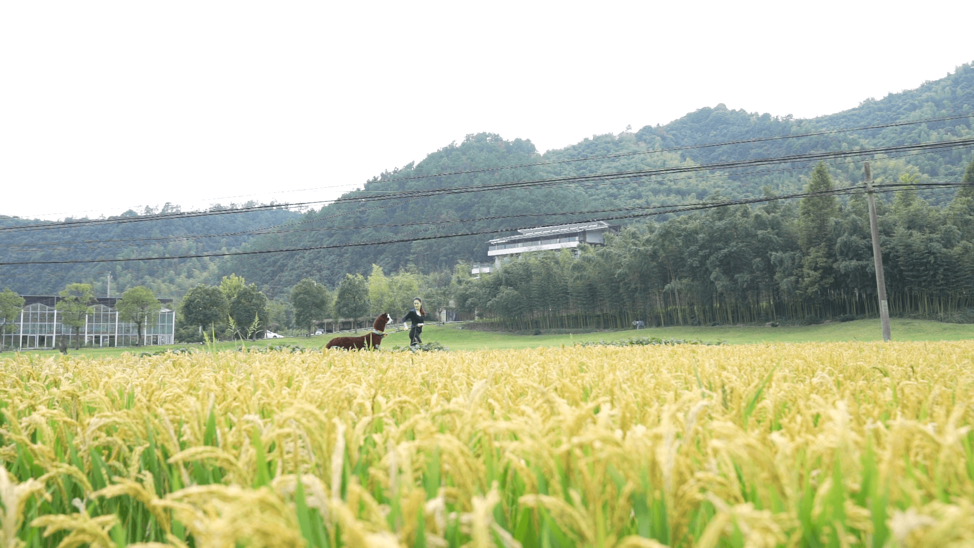 莫干山缦田有机农场
